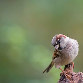 Portrait d'un moineau domestique sur Cynthia Derksen