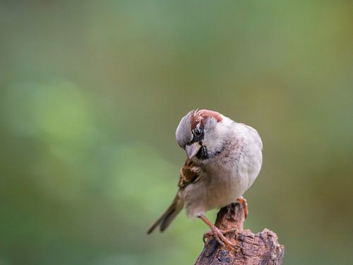 House sparrow portrait