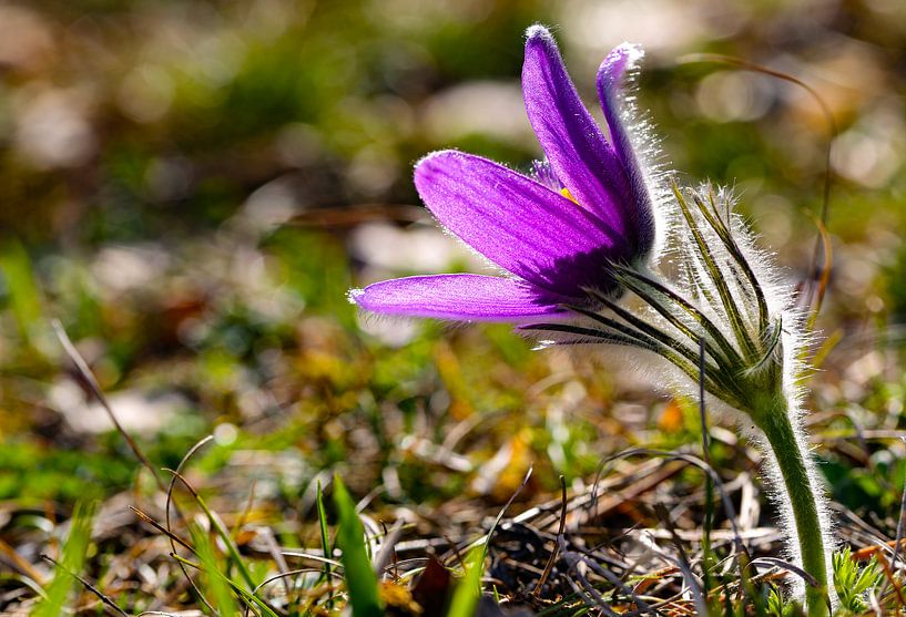 Frühlingsstimmung mit lila Wildblumen von Fototante