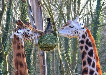 Giraffen van Jose Lok