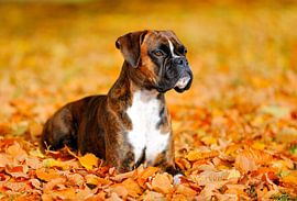 Boxer plays in autumn leaves by Lars Tuchel