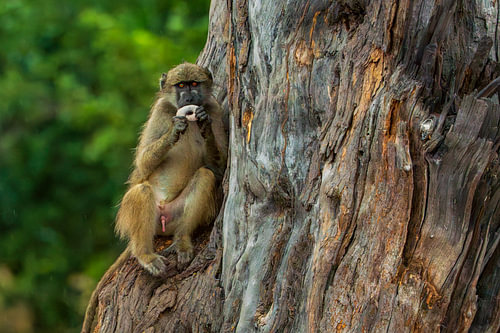 Chacma Baboon Sitting in Tree Eating Fruit
