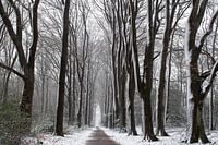 Schnee auf der Veluwe schöne Waldallee