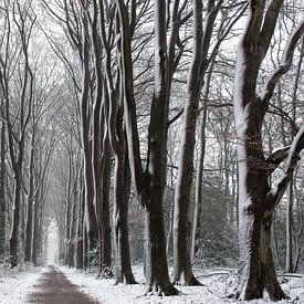 Neige sur la belle allée forestière de la Veluwe sur Esther Wagensveld