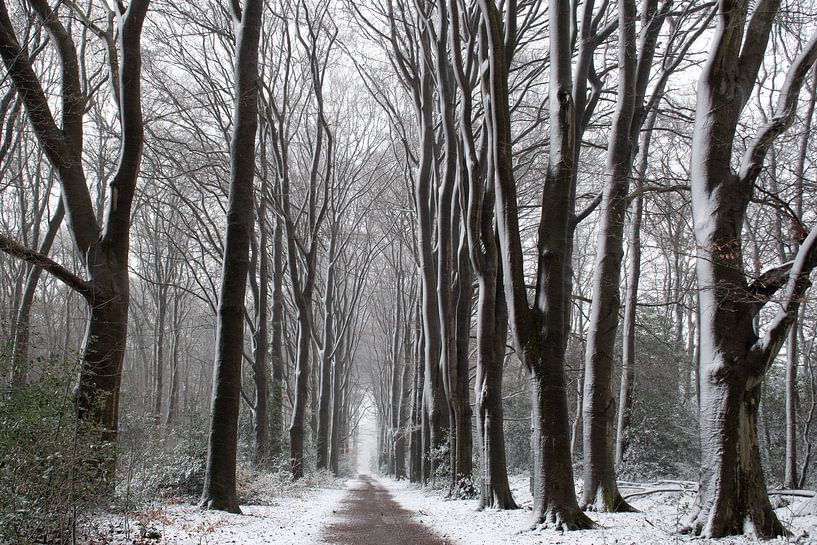 Snow on the Veluwe beautiful forest avenue by Esther Wagensveld