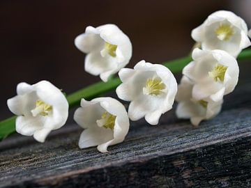 Maiglöckchen auf rohem Holz von Edwin Butter