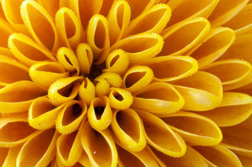 Chrysant van Anita van Hengel