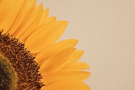 zonnebloem by Marian van den Boogaard