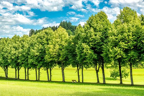 Einsame Bank an einer Allee