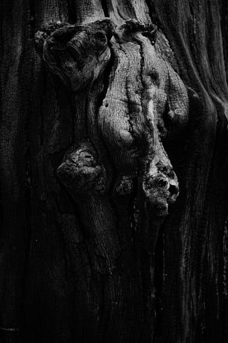 detail of gnarled tree