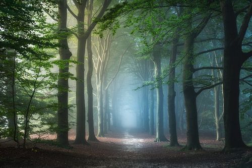 Enchanted Forest by Niels Dam