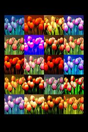 Tulpen/Tulpen von Ronald Puma Photo