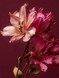 Diep rode bloemen van Esmeé Kiewiet