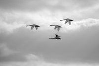 Knobbelzwanen in de vlucht (Cygnus olor)