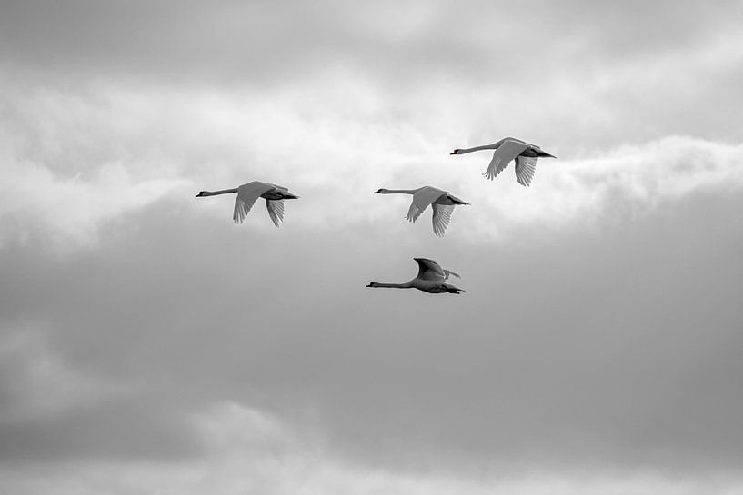 Höckerschwäne im Flug (Cygnus olor) von Eric Wander