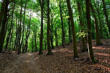 Maiwald von Ostsee Bilder