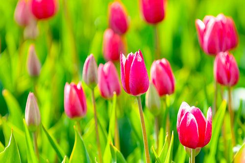 Paarse tulpen in een veld tijdens de lente