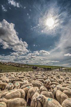 Schafe im Noorderleeg bei Hallum von Harrie Muis