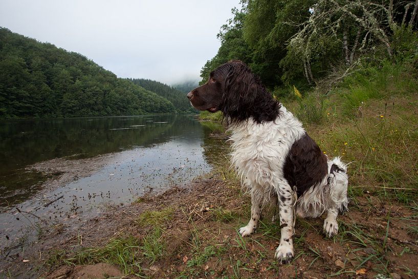 Small munsterlander (heath guard) next to a river by Joost Adriaanse
