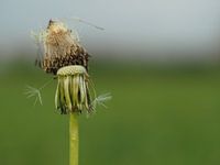 Blooming dandelion with soft background