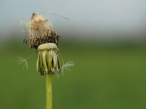 Blühender Löwenzahn mit weichem Hintergrund