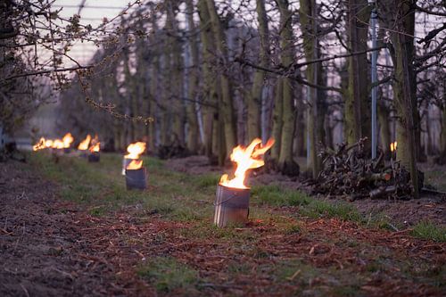 Vuurpotten kersenboomgaard