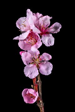 Almond blossom by Hans-Jürgen Janda