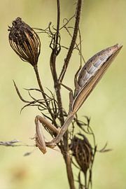 Eine dicke Dame by Jürgen Hust