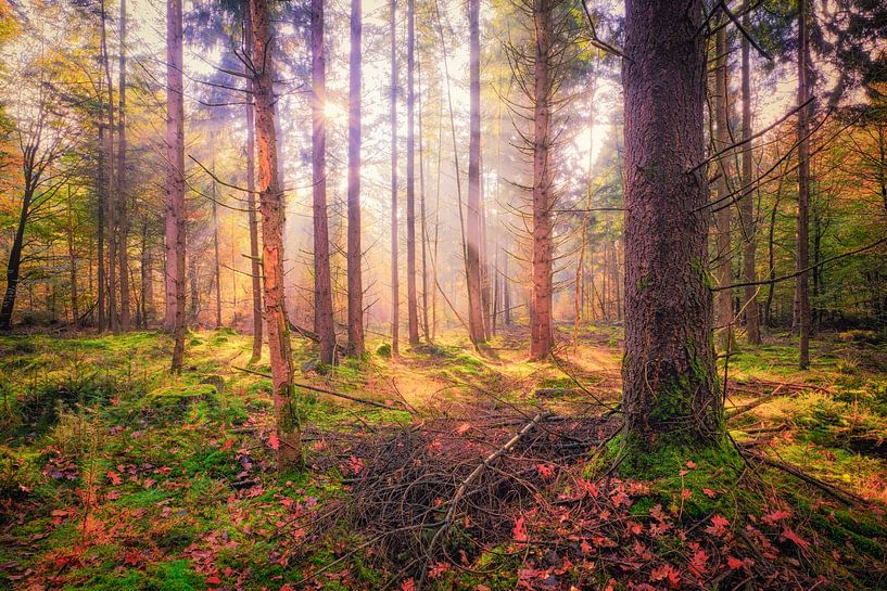 atmospheric image of an autumn forest by eric van der eijk