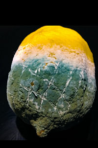 Zitronen-Kunst