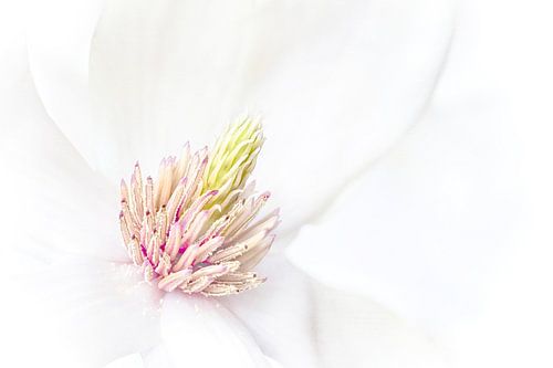 Magnolia