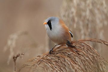 Bearded Tit (Panurus biarmicus) Baden-Württemberg by Frank Fichtmüller