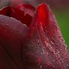 Gouttes de pluie sur une tulipe sur Stephan Scheffer