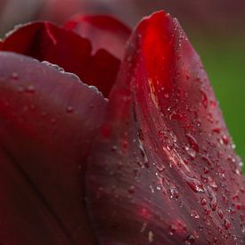 Regendruppels op Tulp van Stephan Scheffer
