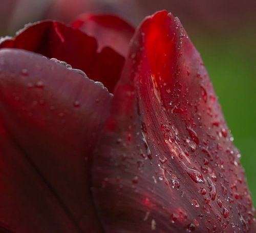 Regentropfen auf Tulpe