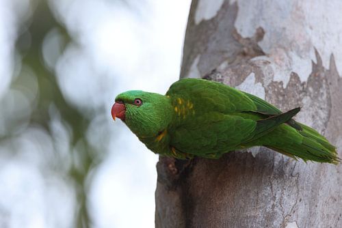 Geschubde lorikeet kijkt uit de grot waarin hij baadde, Queensland, Australië