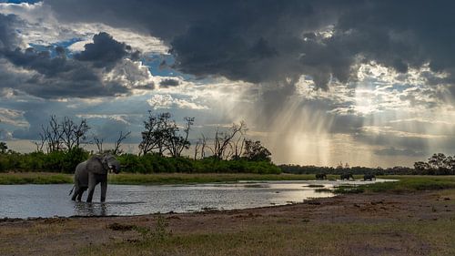 Elephants  on a cloudy evening at sunset.