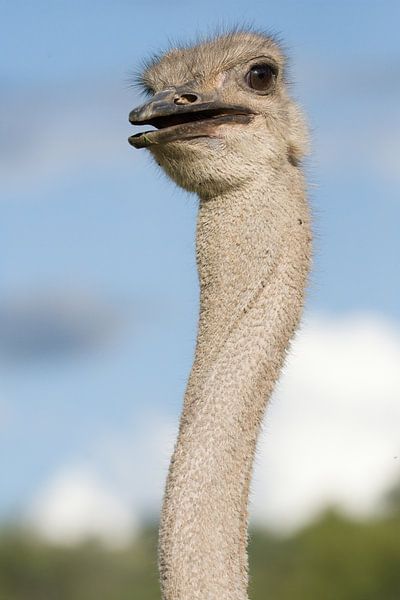 Ostrich portrait by Rick van der Weijde