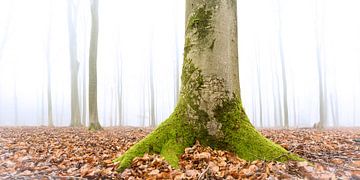 Beukenbos op de Veluwe tijdens een mistige ochtend van Sjoerd van der Wal Fotografie