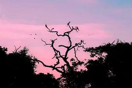 Oiseaux se reposant dans un arbre au coucher du soleil au Sri Lanka sur Michiel Ton