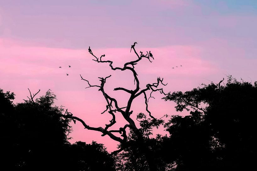 Vögel, die bei Sonnenuntergang in einem Baum ruhen, in Sri Lanka von Michiel Ton