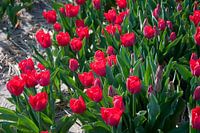 Rode tulpen in de zon