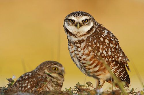 Amerikaanse holenuil bij zonsondergang, Cape Coral, Florida, VS