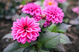 Dahlia flower by Luis Emilio Villegas Amador