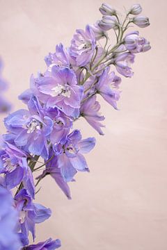 Blue Delphinium Flowers van Collart & Willems