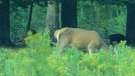 Herten, Zwijnen sur Gijs van Veldhuizen