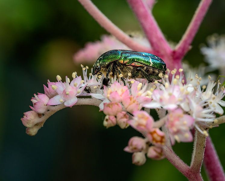 Macro of a rose chafer by ManfredFotos
