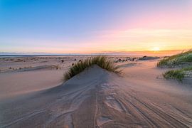 Maasvlakte mit Strandhafer und Sonnenuntergang