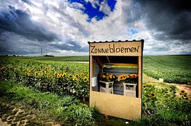 Sunflowers by Bas Quaedvlieg