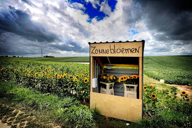 Tournesols par Bas Quaedvlieg